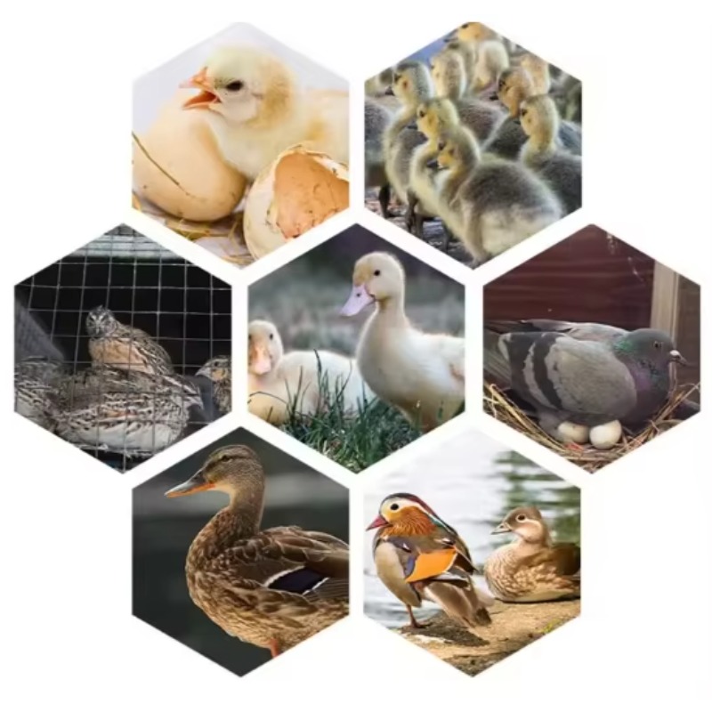 Incubadora de Huevos de Aves d - Poultry Incubator reseña y precio
