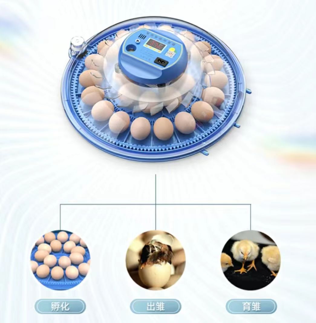 Incubadora de Huevos de Gallin - Poultry Incubator reseña y precio